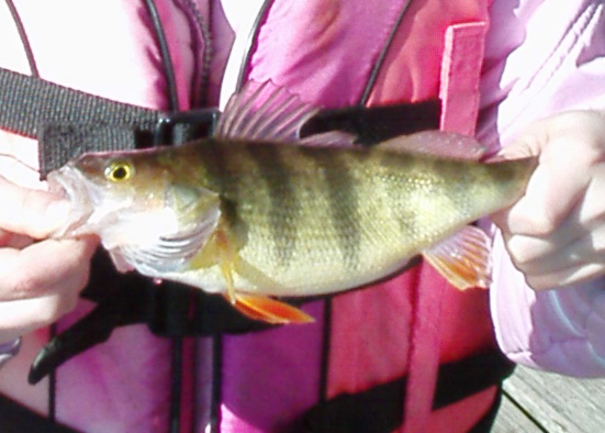 yellow perch caught in north chesapeake