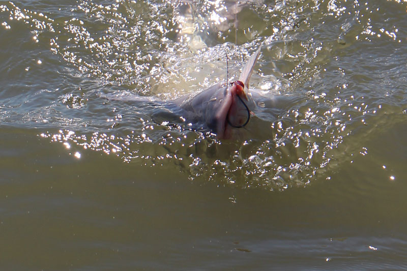 catfish on the line