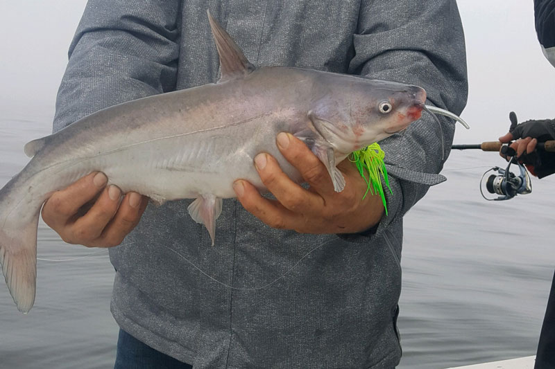 catfish caught on a jig