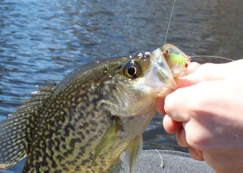 crappie fish