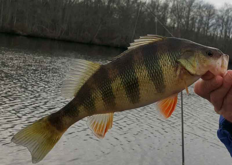 yellow perch caught