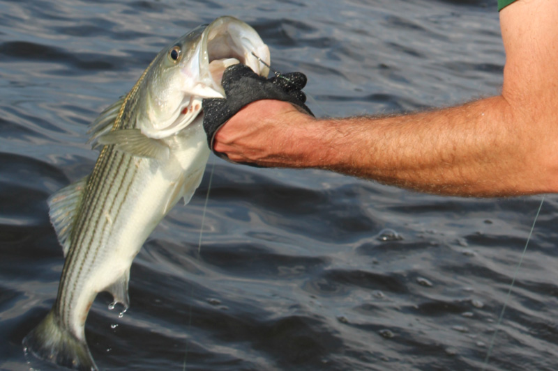 striped bass angler catching a fish