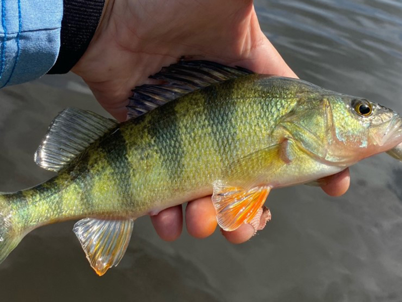 yellow perch fish