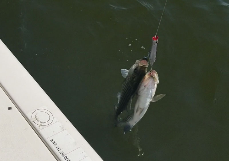 two fish on one lure
