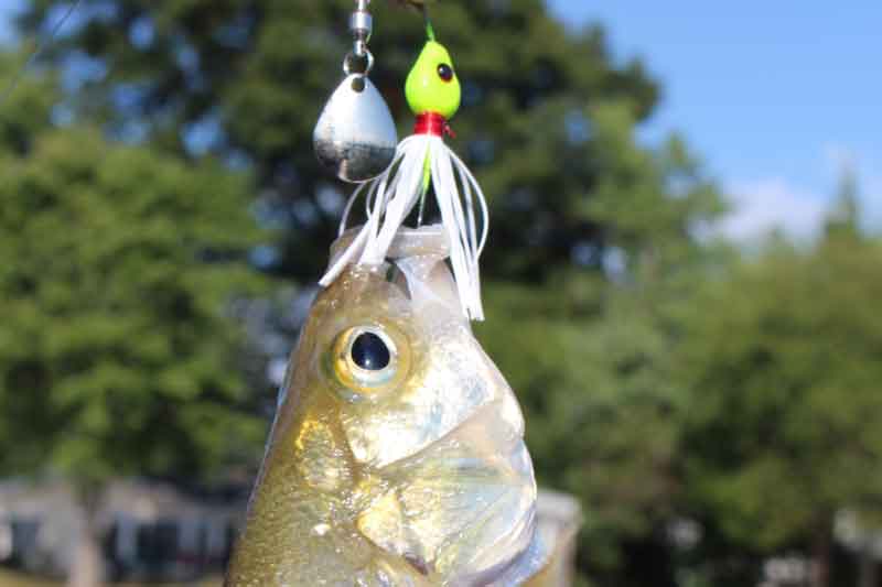 white perch caught on a spinnerbait