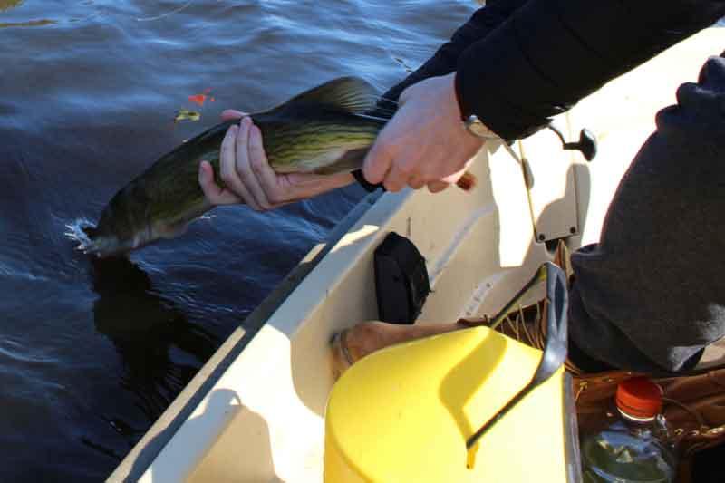 fishing way north chesapeake