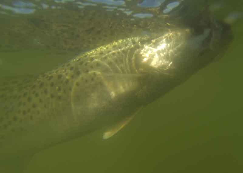 speckled sea trout underwater