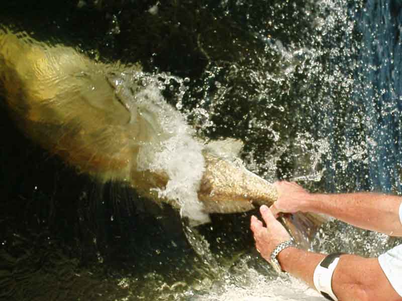 redfish release