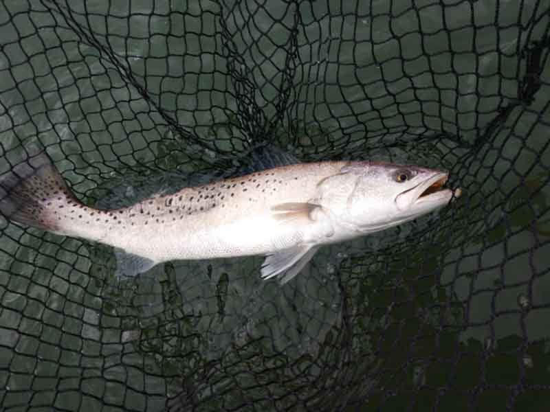 speckled sea trout in a net