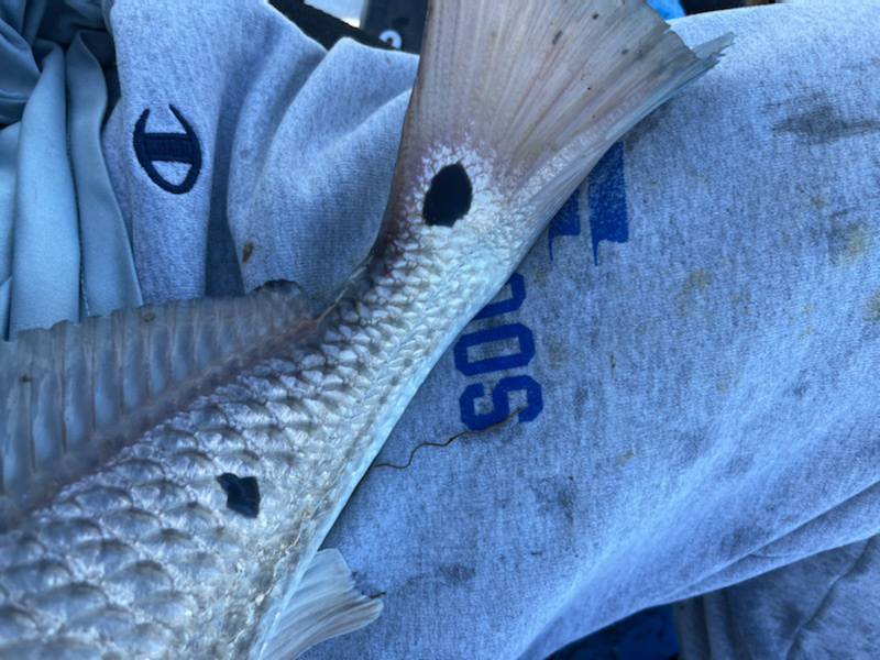 redfish tail