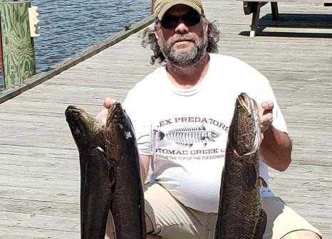 caught some snakeheads