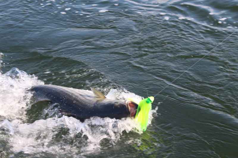 trolling for rockfish