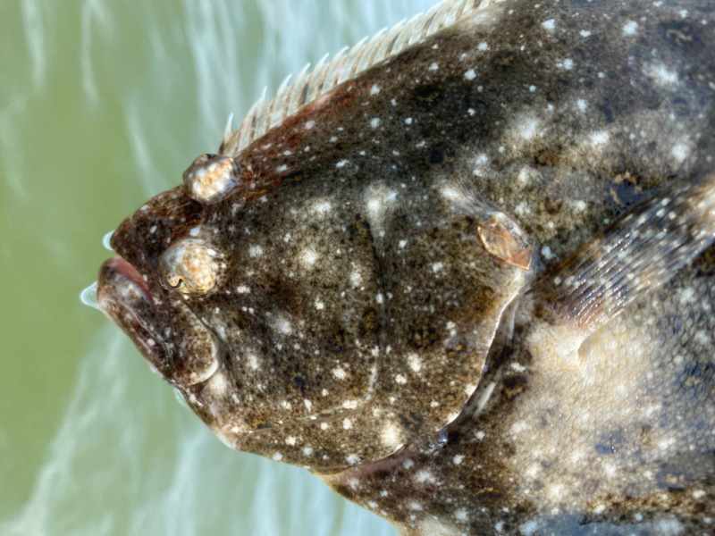 flounder at the cbbt