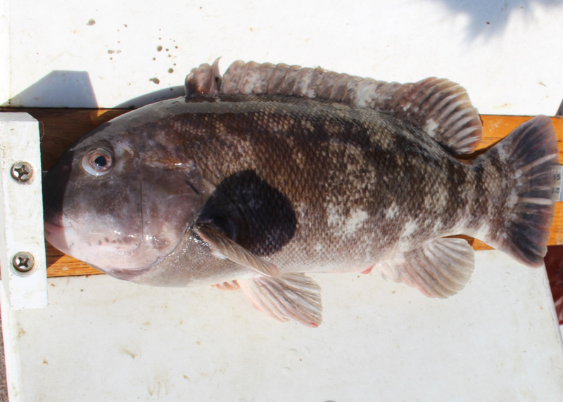 tautog on a boat