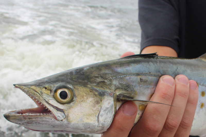 mackerel are still in town