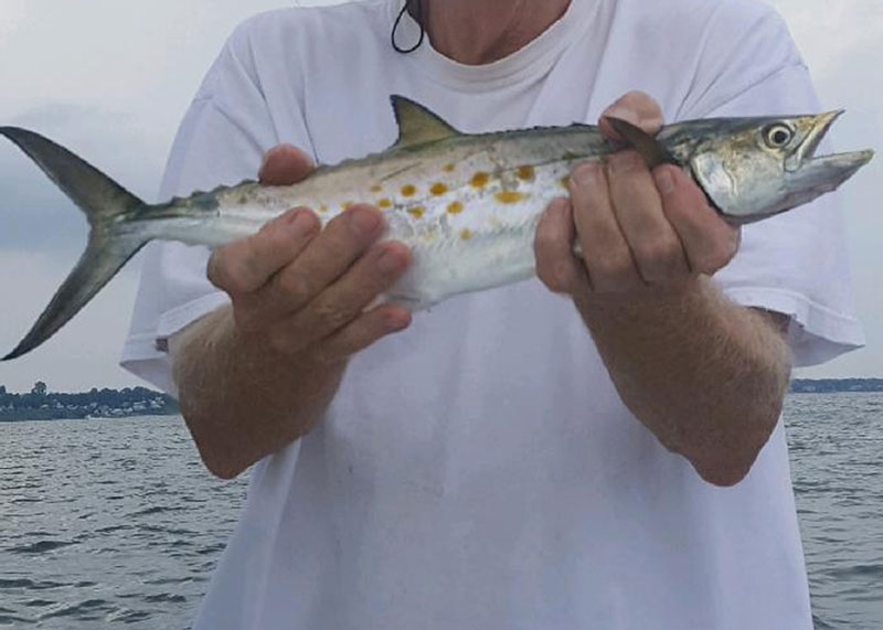 spanish mackerel caught on a spoon