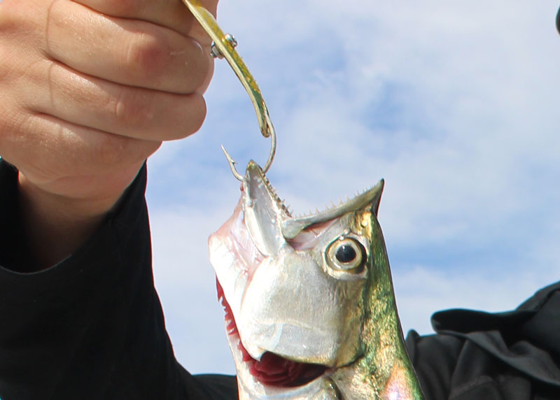 spanish mackerel on a spoon