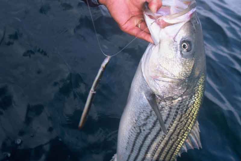 catching stripers with eels