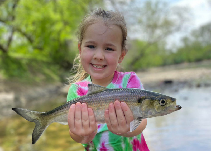 shad fishing in conowings