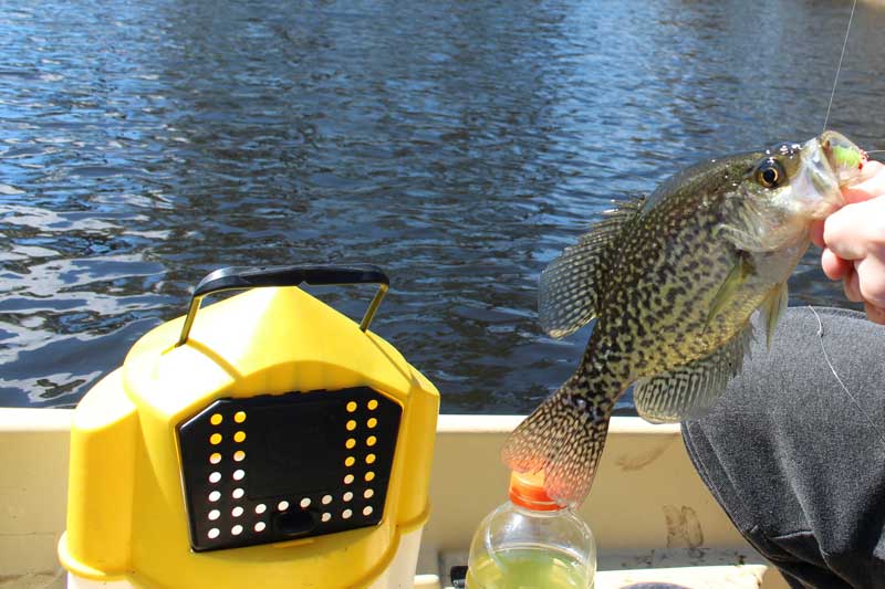 catching crappie on minnow