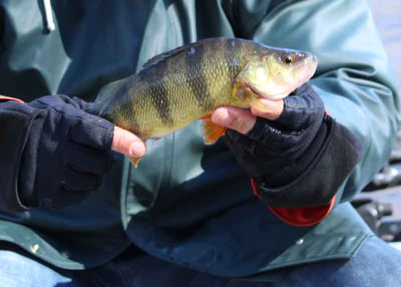 yellow perch fishing