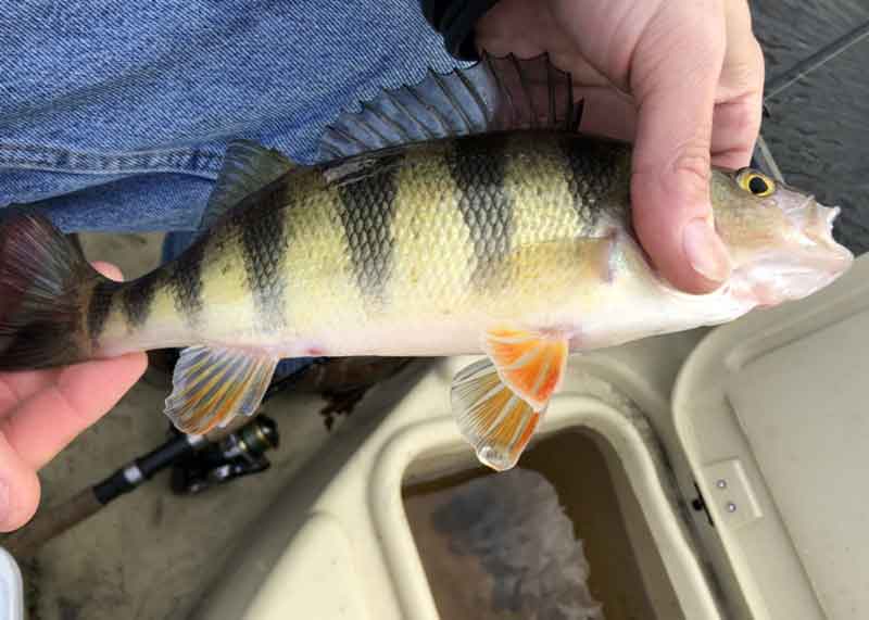 yellow perch held by a fisherman