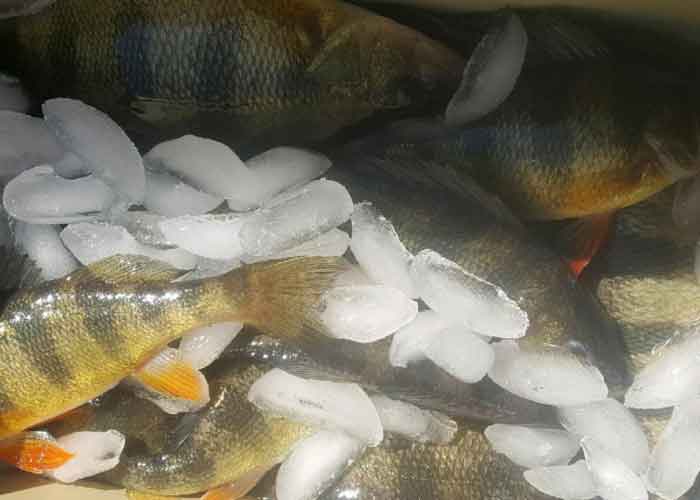 yellow perch in a bucket