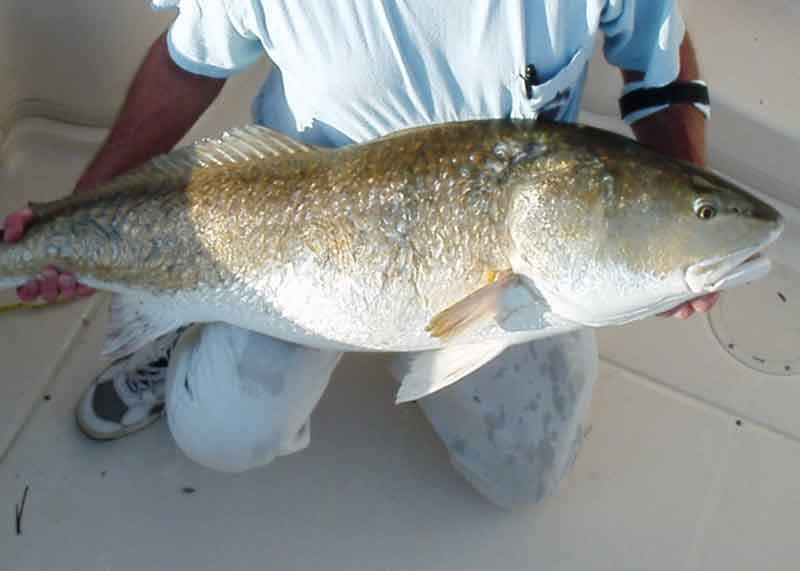 red drum