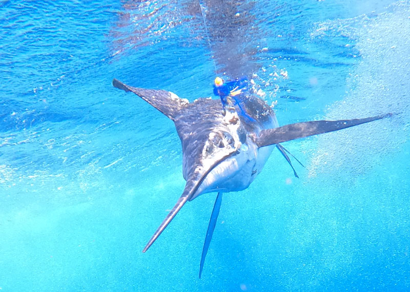 The White Marlin Open FishTalk Magazine