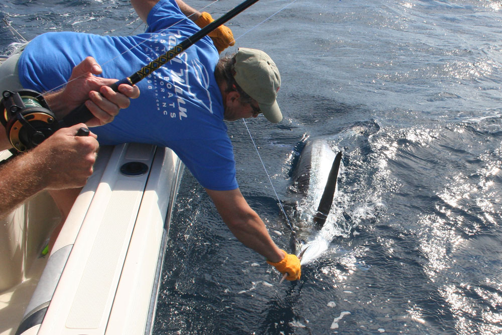 catching a white marlin