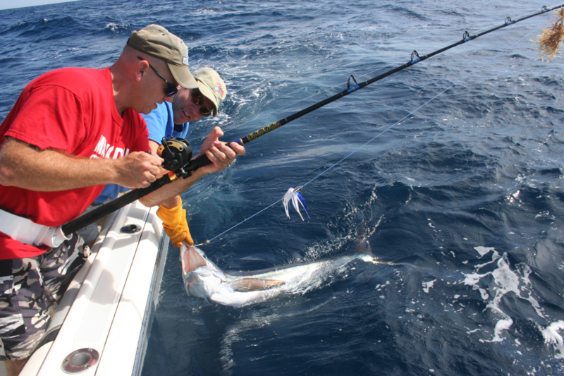 white marlin on a small pursuit