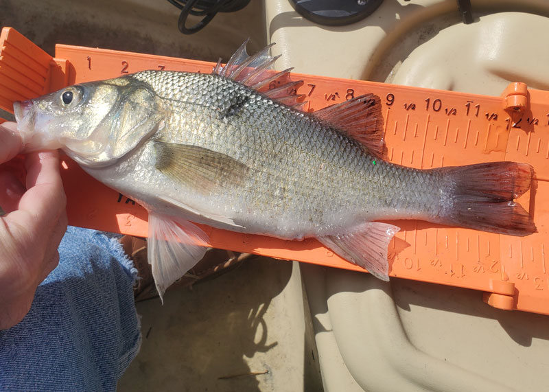 white perch over 12 inches