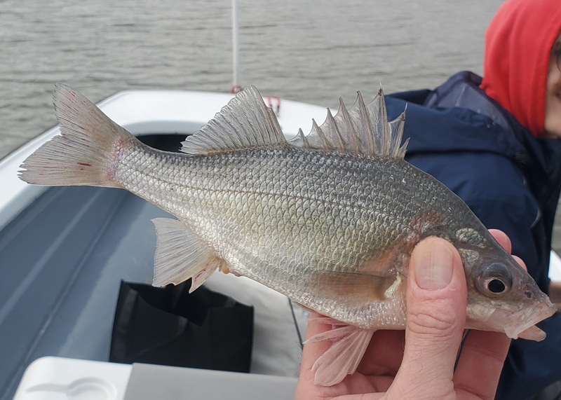 bay white perch