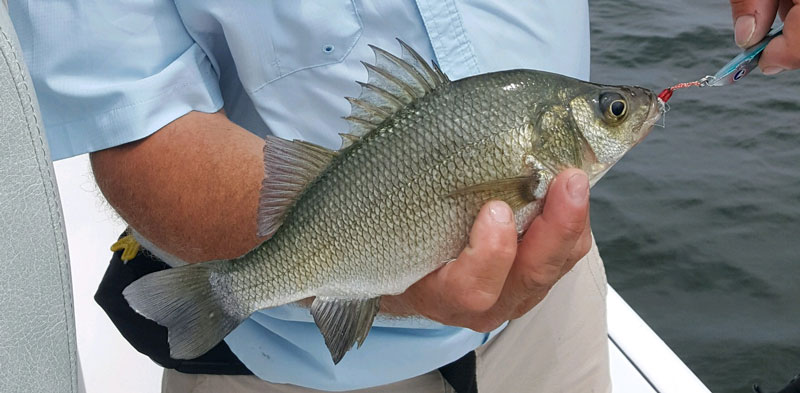 white perch caught on a spoon