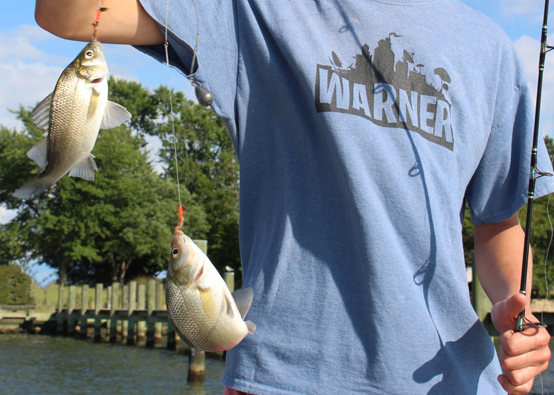 white perch on bottom rigs