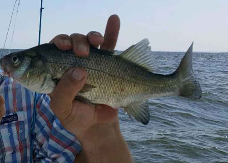 white perch