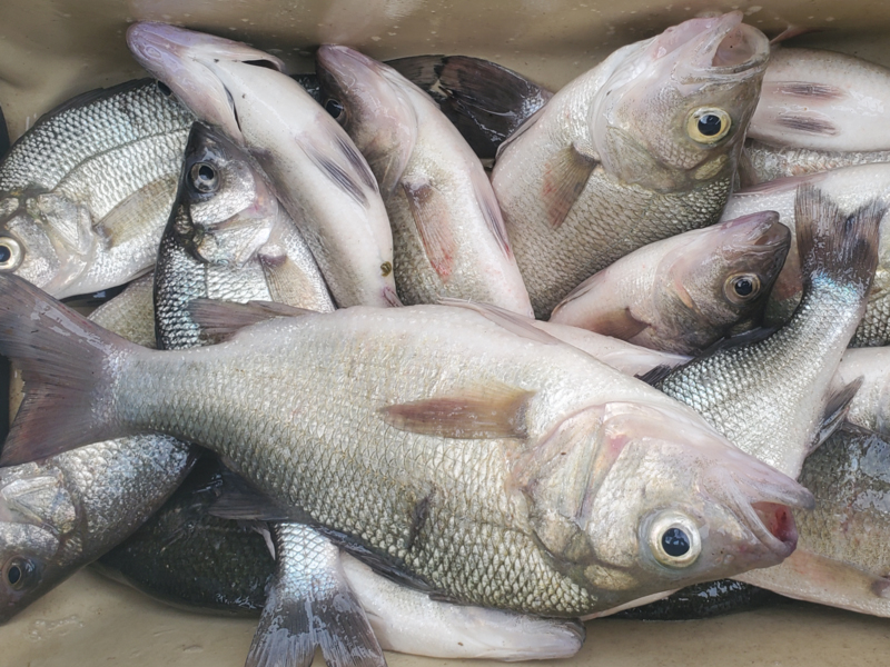 cooler full of white perch