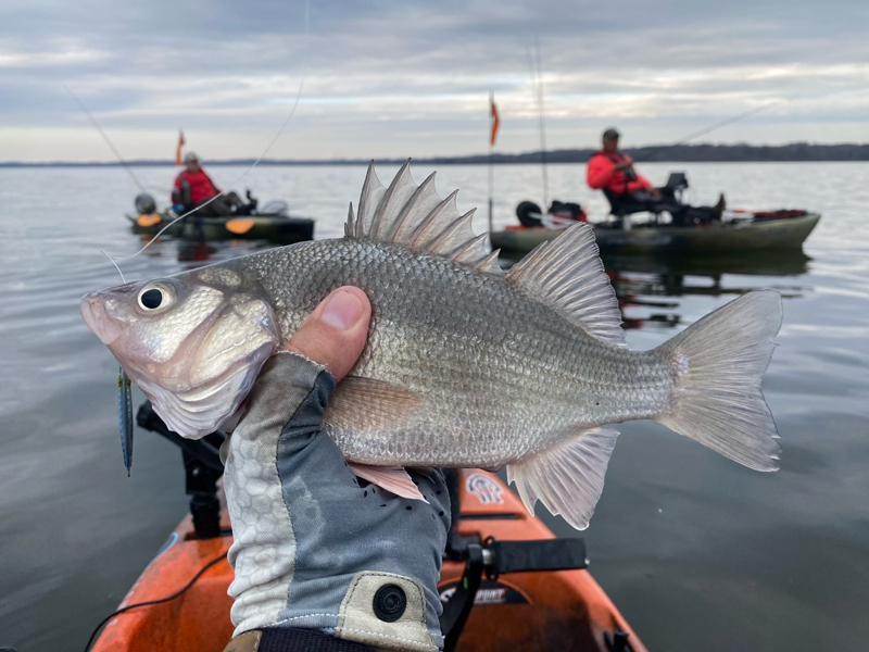 kayak fishing for winter white perch