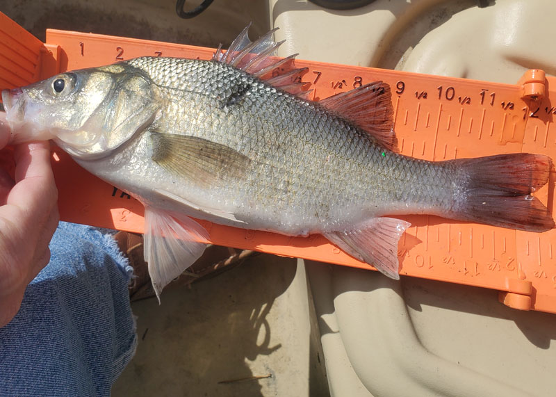 white perch fishing in the bay