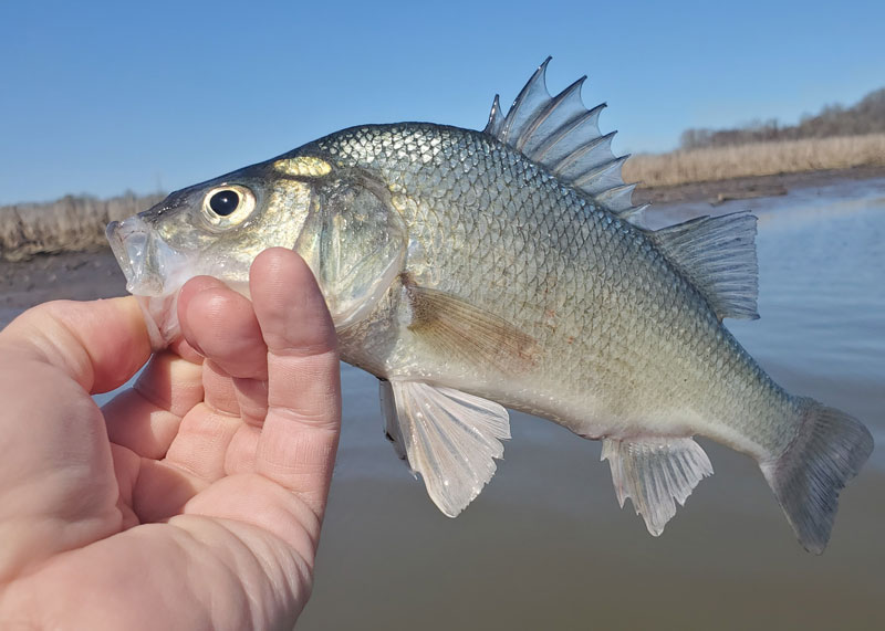 https://www.fishtalkmag.com/sites/default/files/inline-images/white-perch_30.jpg