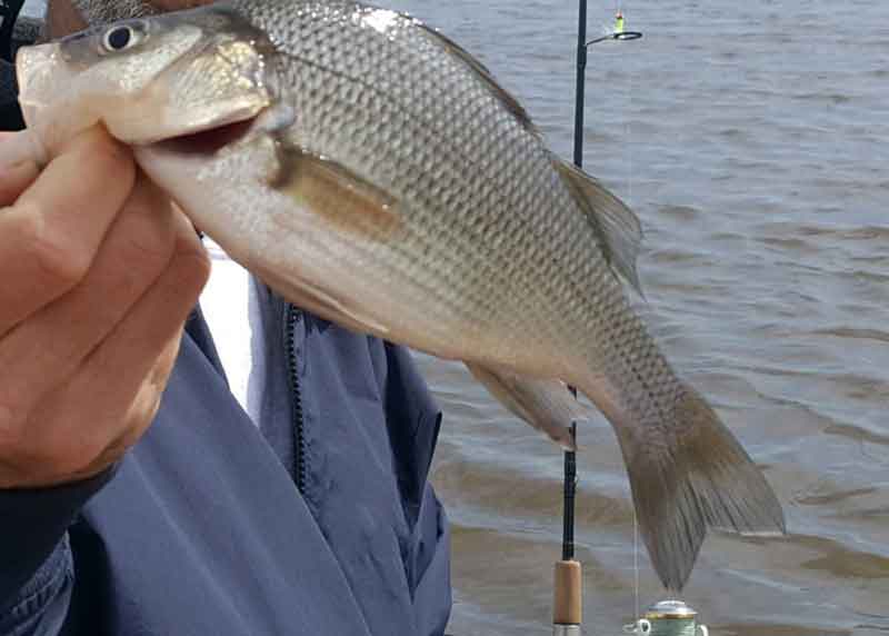 big white perch caught fishing