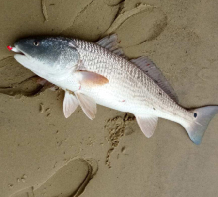 redfish from shore