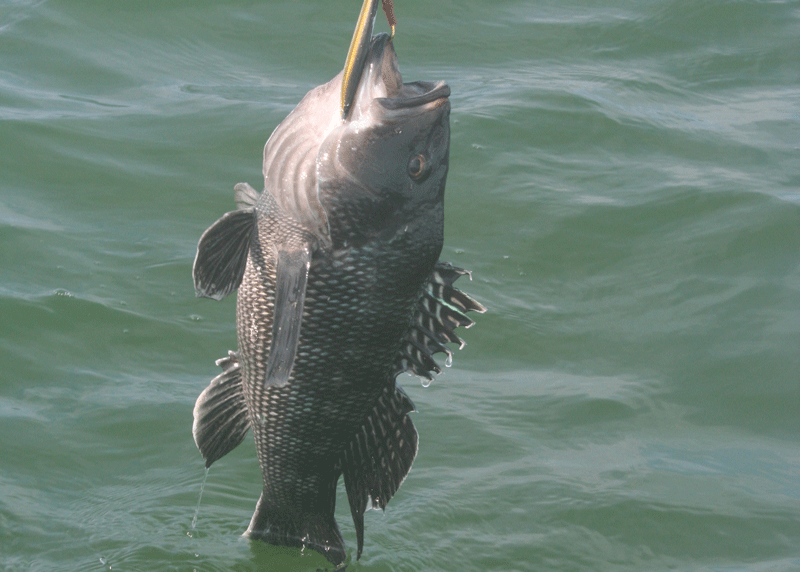 sea bass fishing in winter