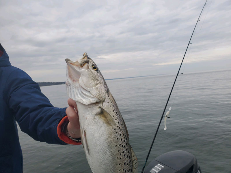 winter speckled trout