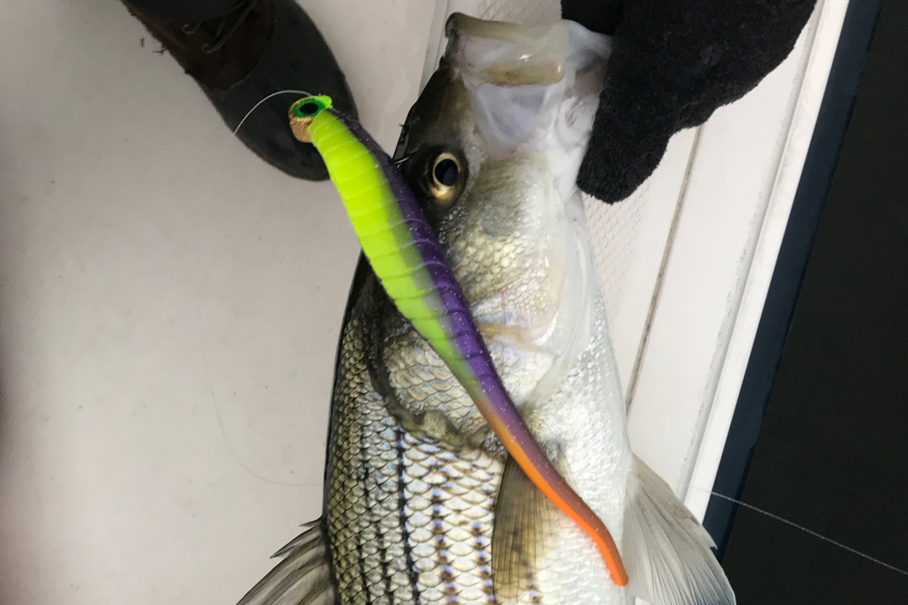 striped bass caught in december