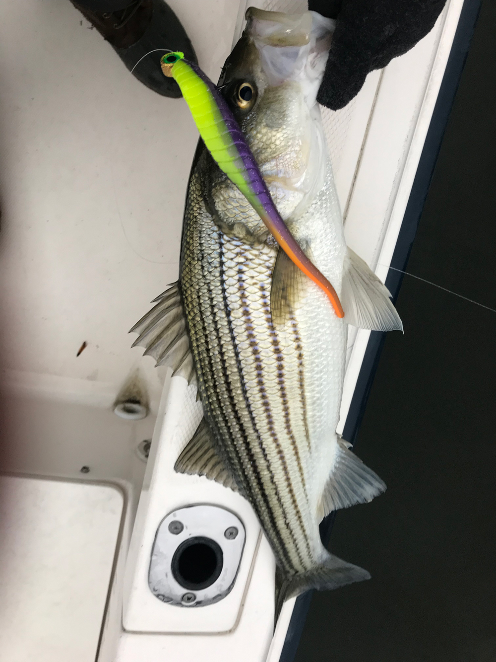 Catch and Release Off-Season Stripers, Part II