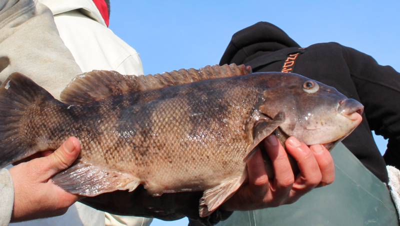 tautog fishing