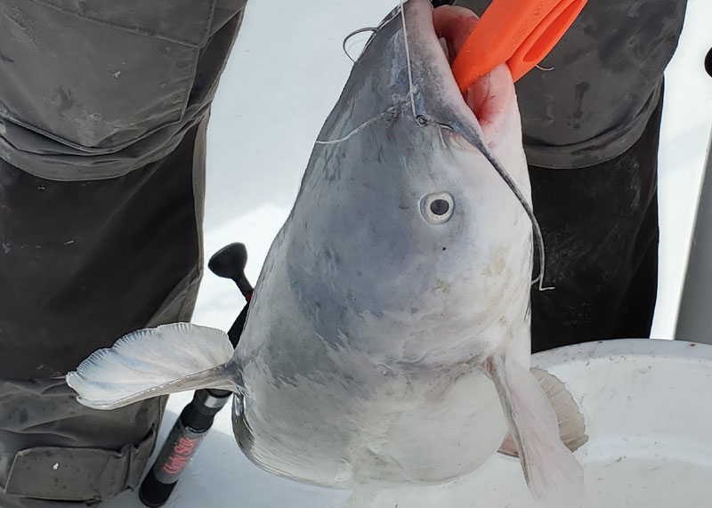 blue catfish will bite all winter