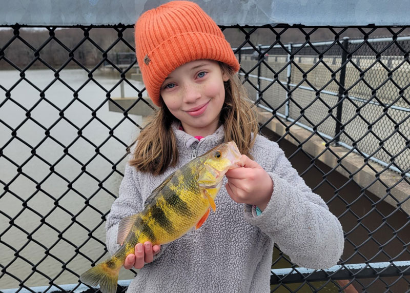 huge northern yellow perch