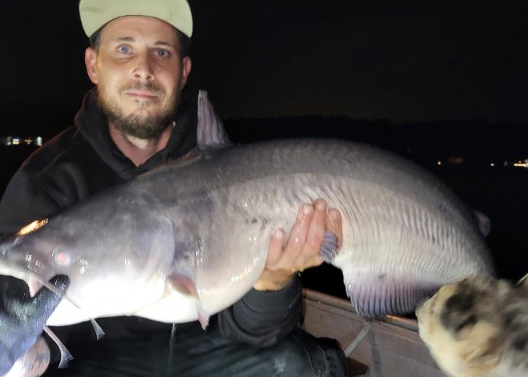susquehanna catfish